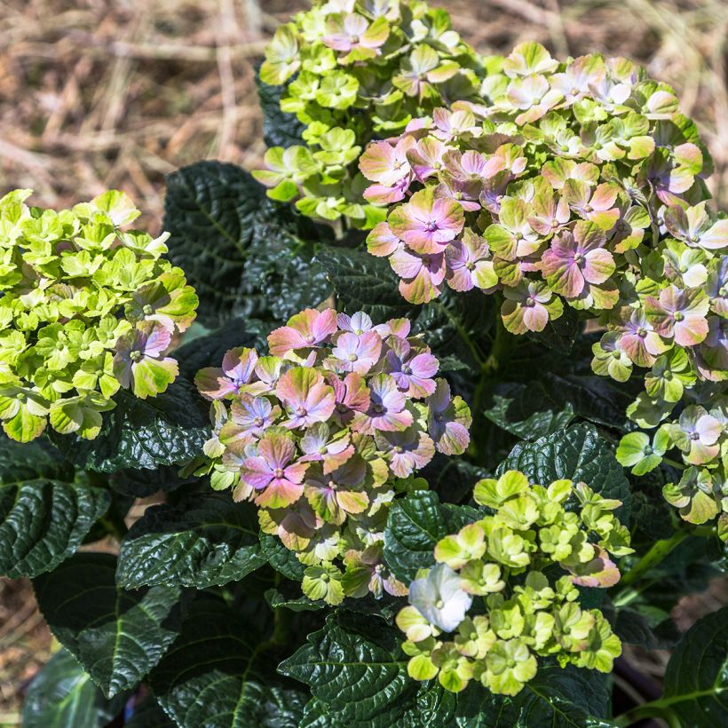 Hortensia - Hydrangea macrophylla Magical Amethyst (Plant habit)