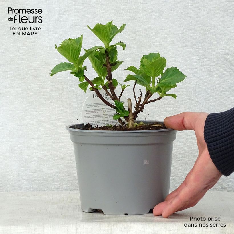 Example of Hortensia - Hydrangea macrophylla Magical Jade Pot de 2L/3L as you get in printemps