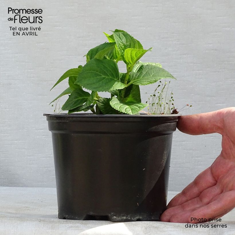 Example of Hortensia - Hydrangea macrophylla Magical Revolution Bleu Pot de 1,5L/2L as you get in printemps