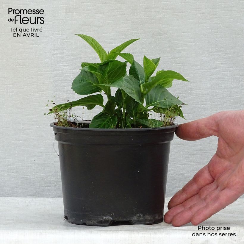 Example of Hortensia - Hydrangea macrophylla Magical Revolution Rose Pot de 2L/3L as you get in printemps