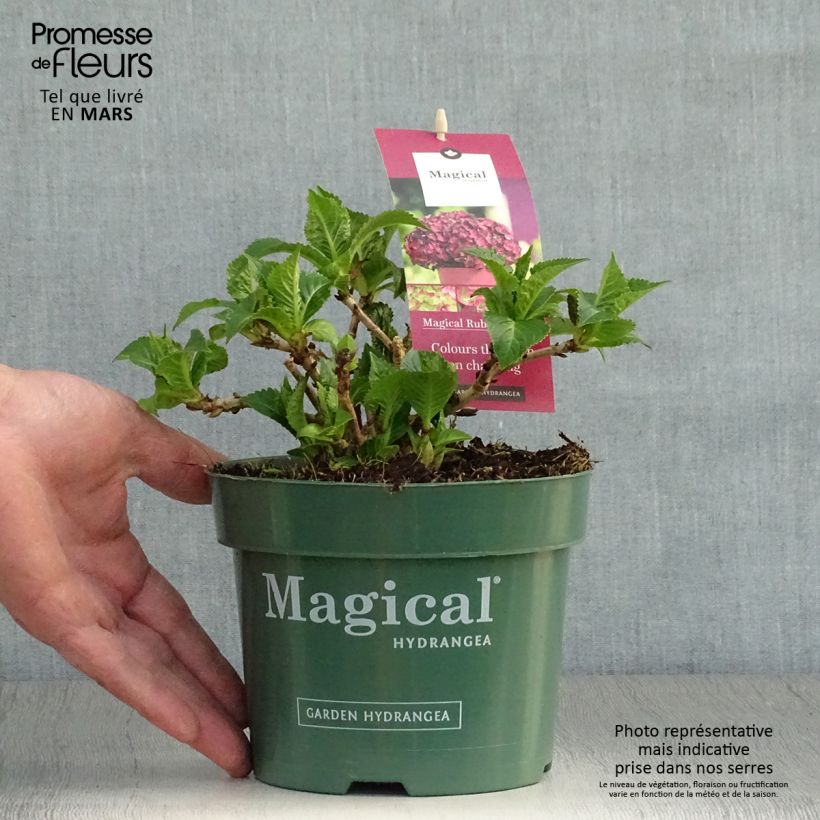 Example of Hortensia - Hydrangea macrophylla Magical Ruby Tuesday Pot de 2L/3L as you get in printemps