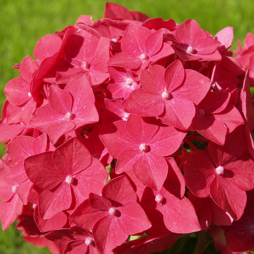 Hortensia macrophylla Sibilla (Flowering)