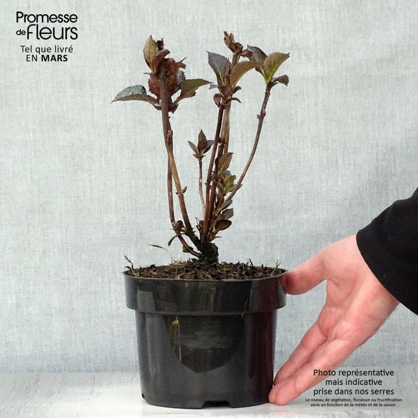 Example of Hortensia - Hydrangea macrophylla Merveille Sanguine Pot de 2L/3L as you get in printemps