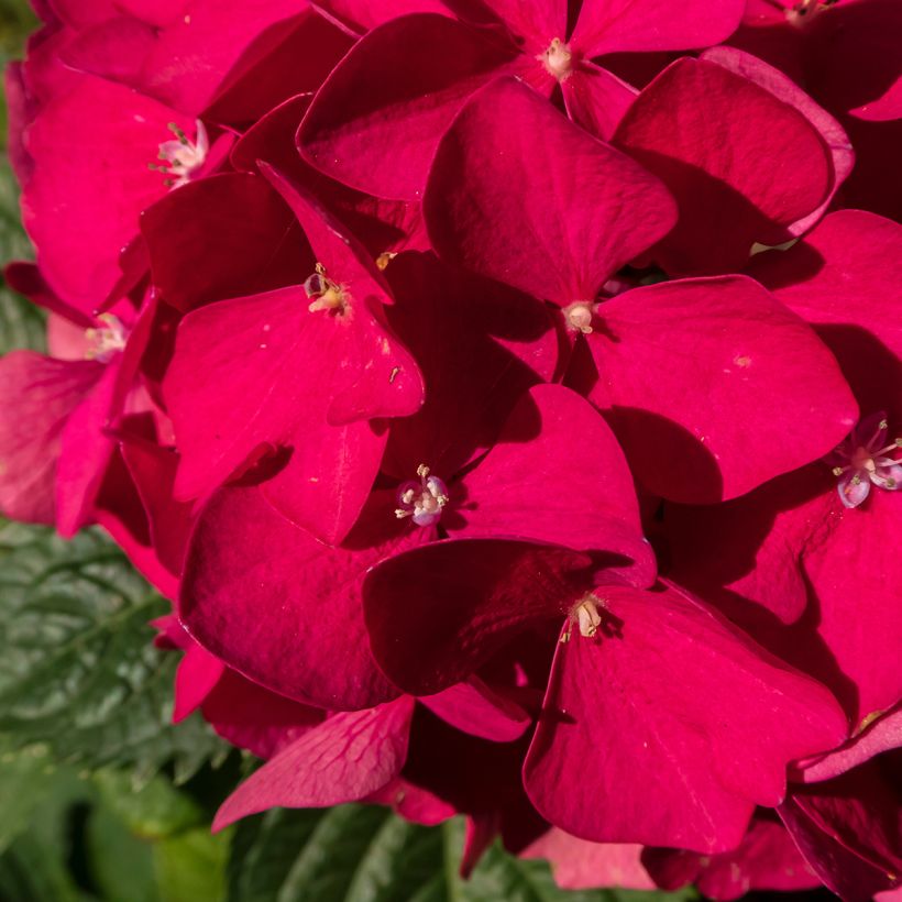 Hortensia - Hydrangea macrophylla Merveille Sanguine (Flowering)
