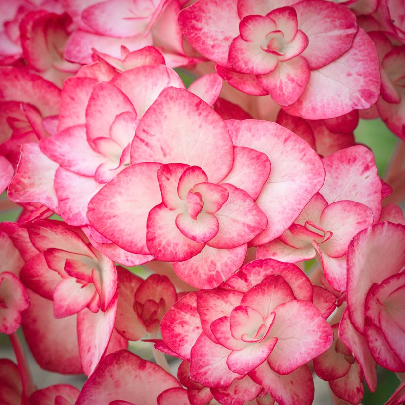 Hortensia - Hydrangea macrophylla Miss Saori (Flowering)