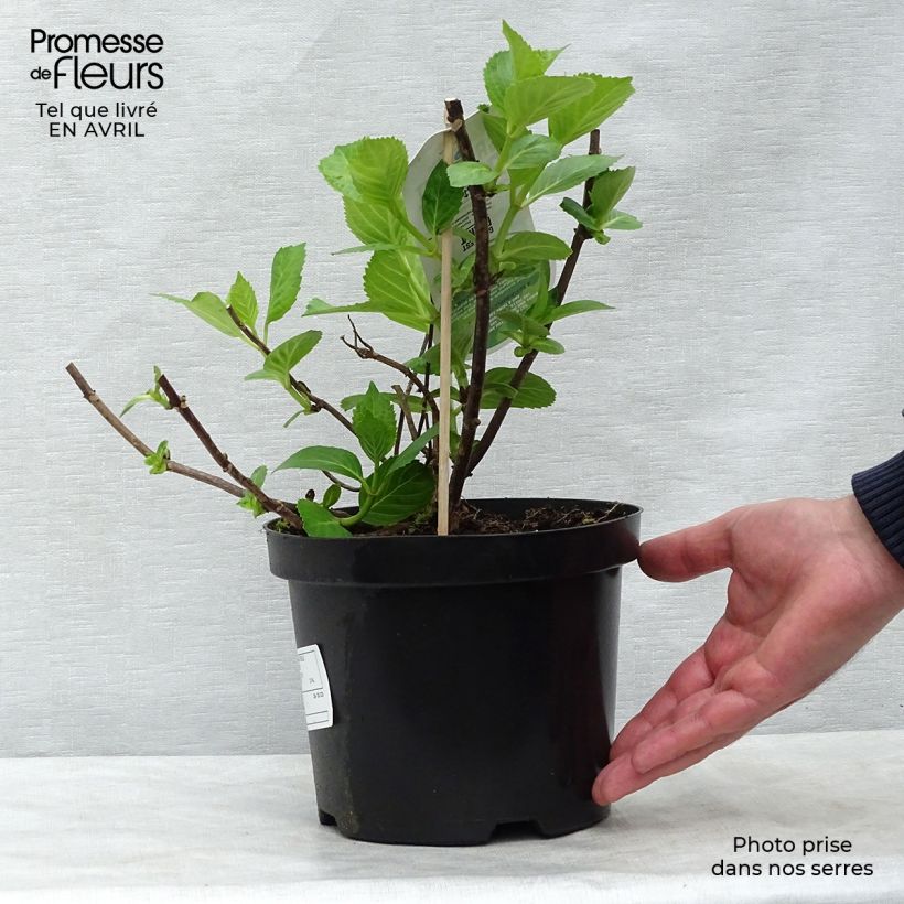 Example of Hortensia - Hydrangea macrophylla Mme Emile Mouillère Pot de 3L/4L as you get in printemps