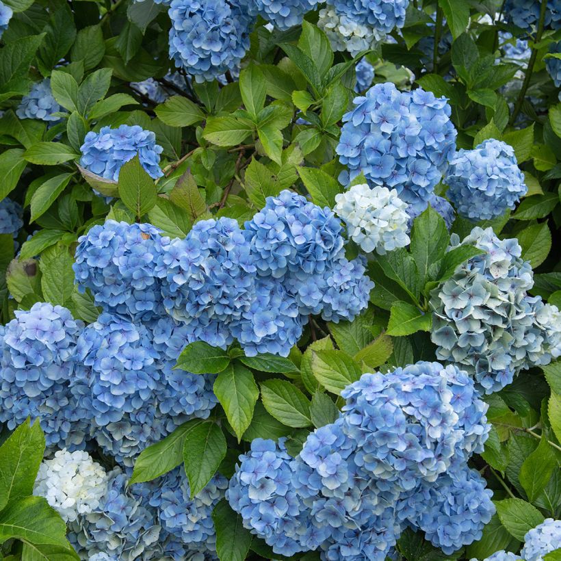 Hortensia - Hydrangea macrophylla Mousseline (Port)