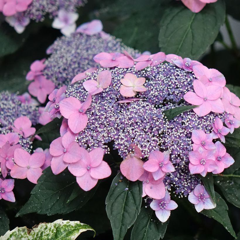 Hortensia - Hydrangea macrophylla Nanping (Flowering)