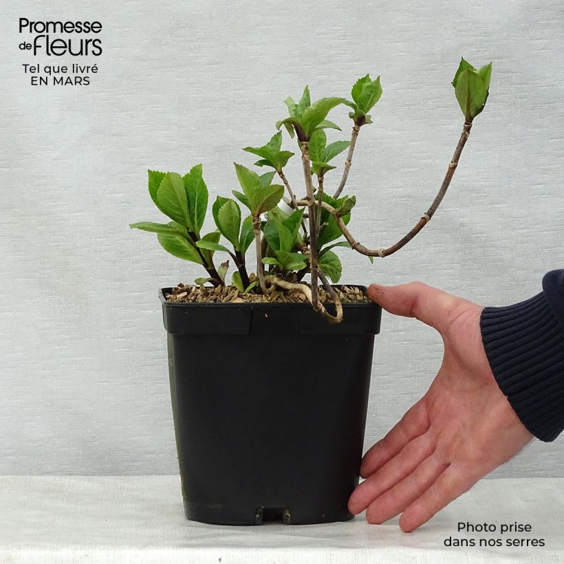 Example of Hortensia - Hydrangea macrophylla Nigra Pot de 2L/3L as you get in printemps