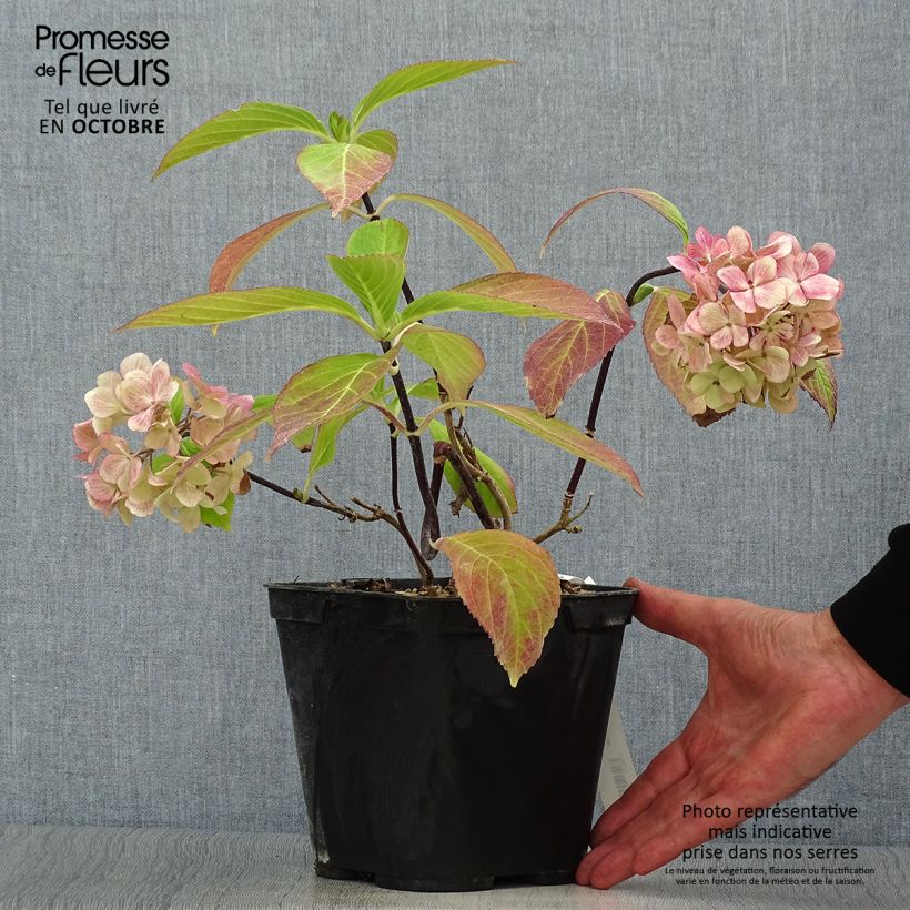 Spécimen de Hortensia - Hydrangea macrophylla Nigra Pot de 4L/5L tel que livré en automne