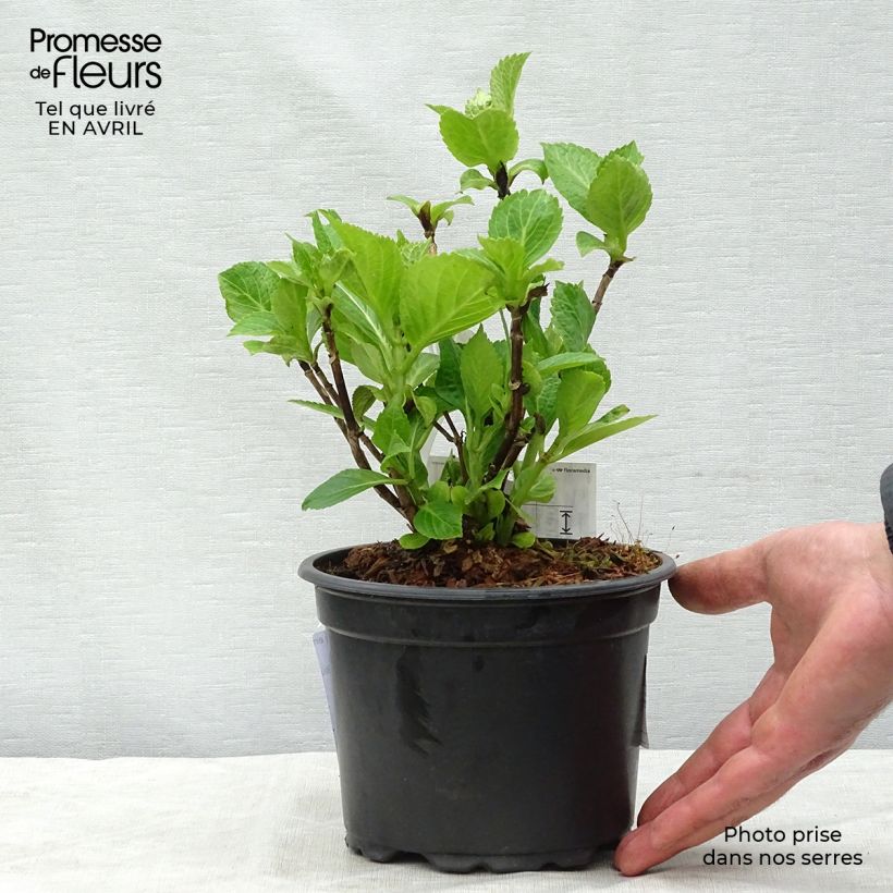 Example of Hortensia - Hydrangea macrophylla Nikko Blue Pot de 2L/3L as you get in printemps