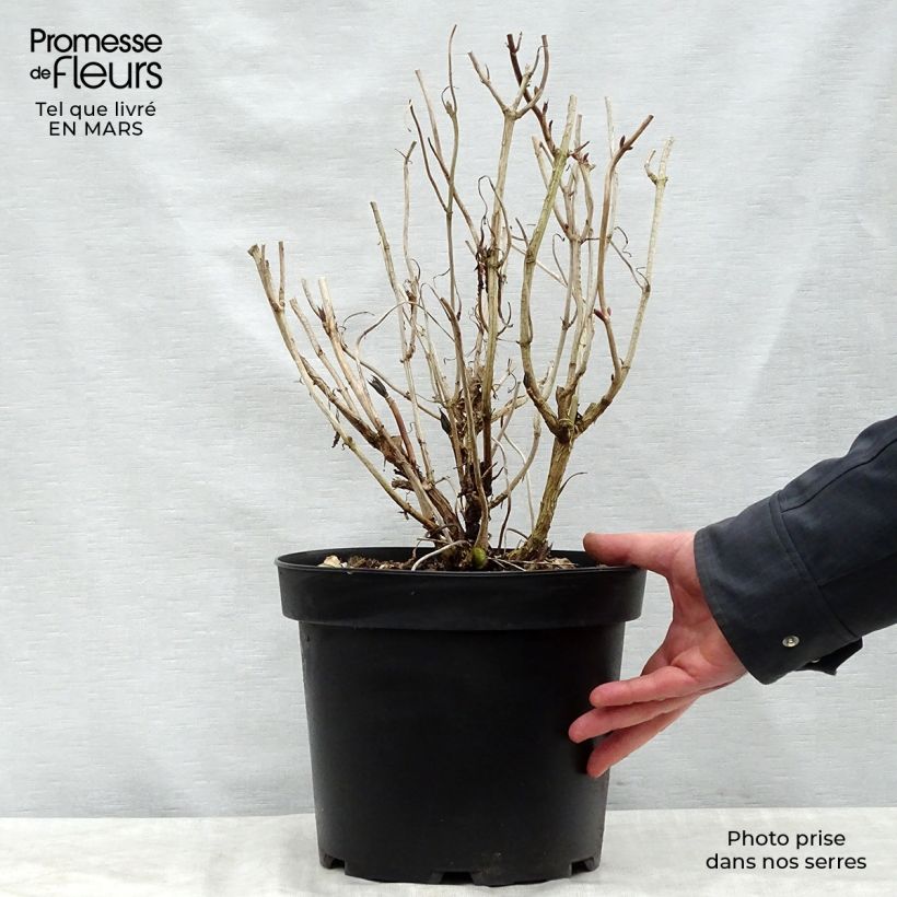 Example of Hortensia - Hydrangea macrophylla Nikko Blue Pot de 7,5L/10L as you get in printemps