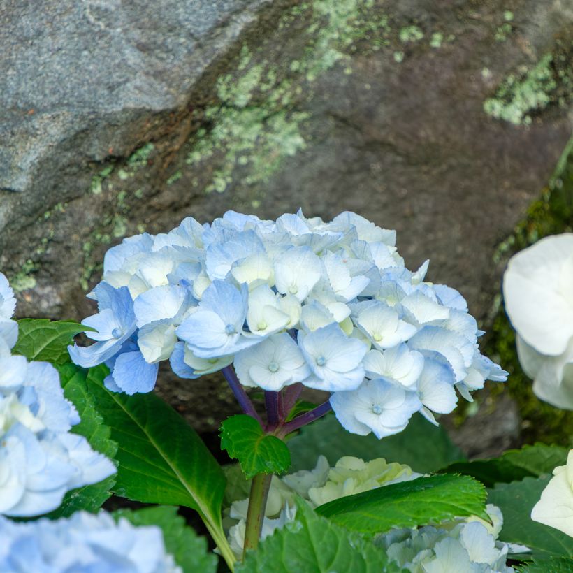 Hortensia - Hydrangea macrophylla Nikko Blue (Flowering)
