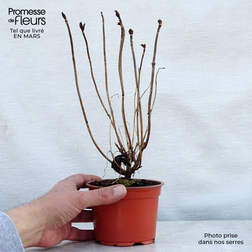 Example of Hortensia - Hydrangea macrophylla Nikko Blue Godet de 8/9 cm as you get in printemps