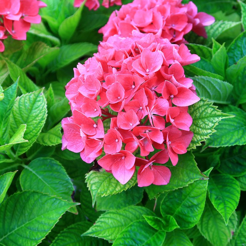 Hortensia - Hydrangea macrophylla Pia (Flowering)