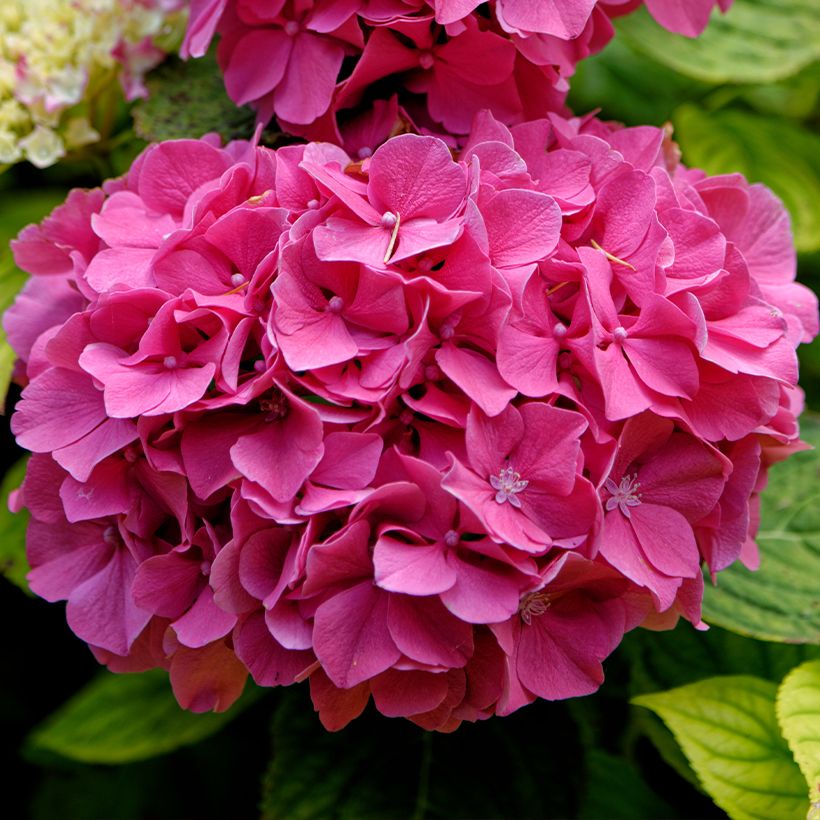 Hortensia - Hydrangea macrophylla Pink Pop (Flowering)