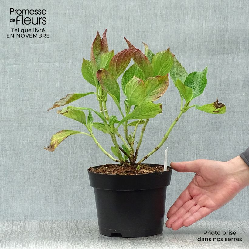 Spécimen de Hortensia - Hydrangea macrophylla Princess Diana Pot de 3L/4L tel que livré en automne
