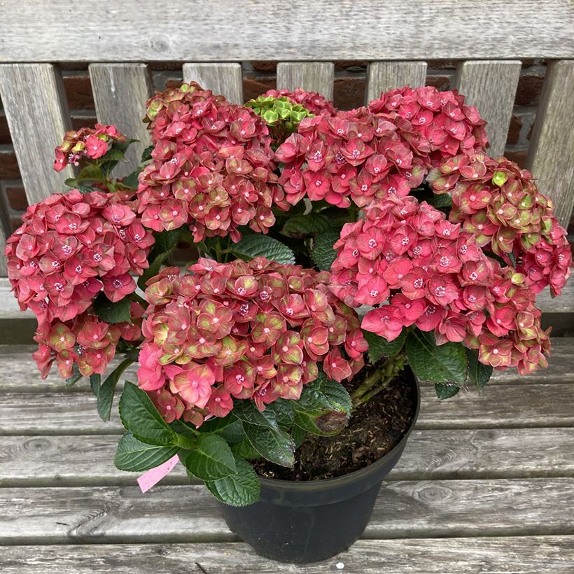 Hortensia - Hydrangea macrophylla Rebellion Choco Love (Plant habit)