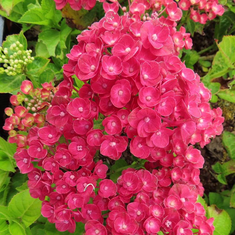 Hortensia - Hydrangea macrophylla Rebellion Ferrari Love (Flowering)