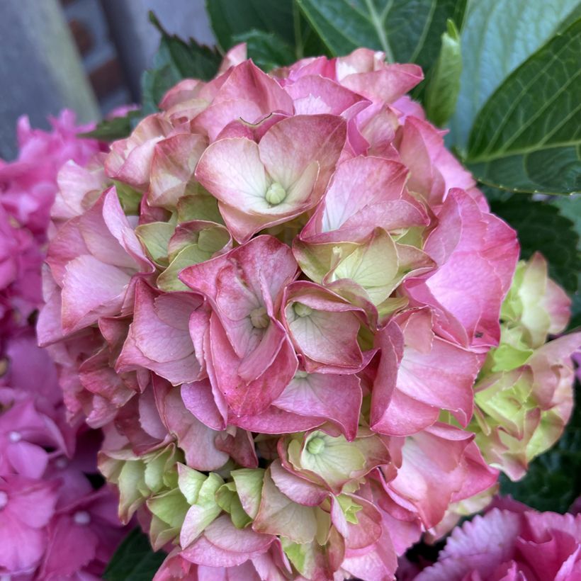 Hortensia - Hydrangea macrophylla Rebellion Pink Love (Floraison)