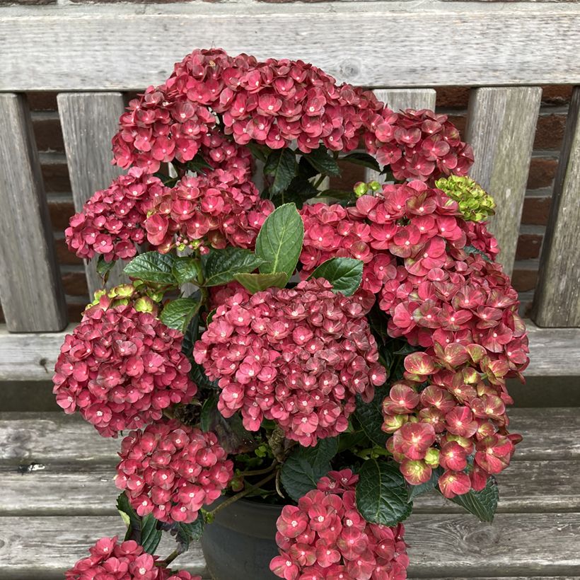 Hortensia - Hydrangea macrophylla Rebellion Pistachio Love (Plant habit)