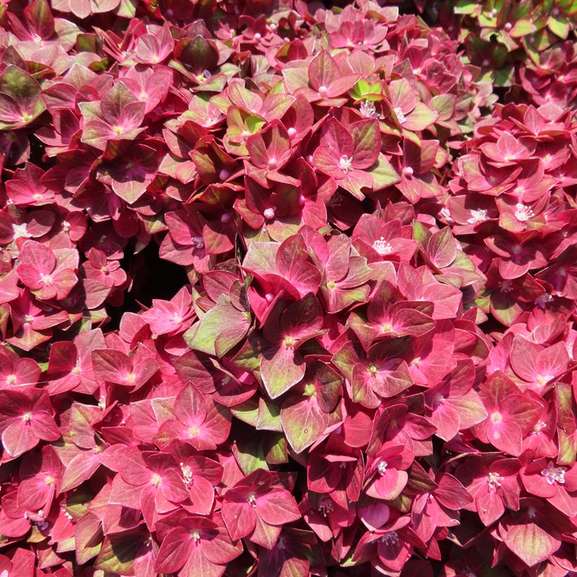 Hortensia - Hydrangea macrophylla Rebellion Red Love (Floraison)