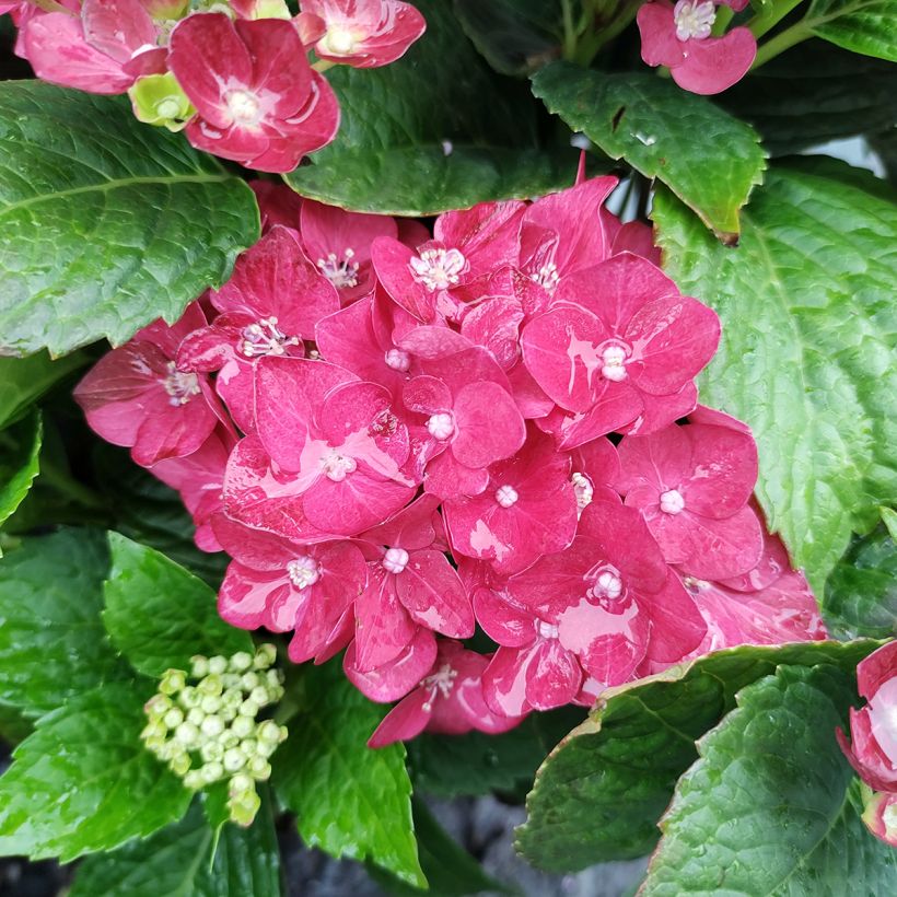 Hortensia - Hydrangea macrophylla Red Reggae (Music Collection) (Flowering)