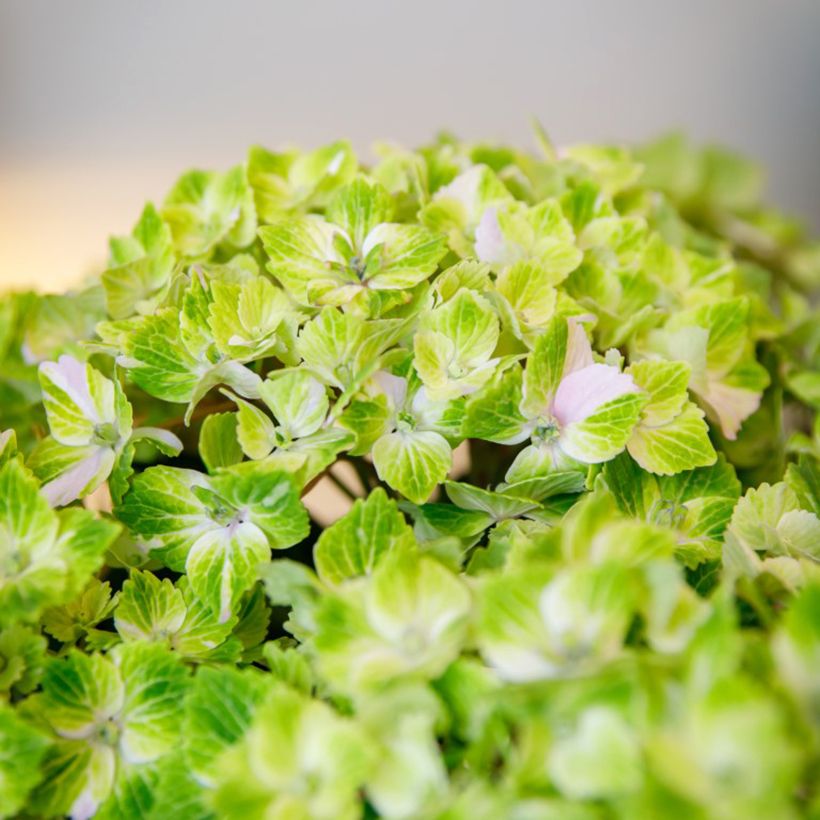 Hortensia - Hydrangea macrophylla Rembrandt Vibrant Verde (Flowering)