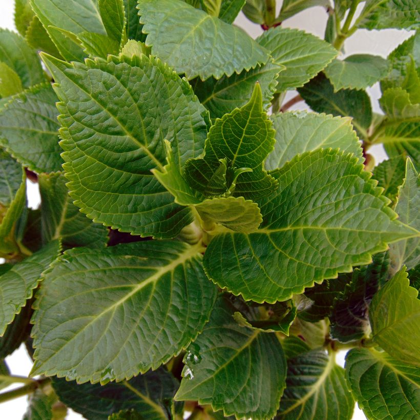 Hortensia - Hydrangea macrophylla Renate Steiniger (Foliage)