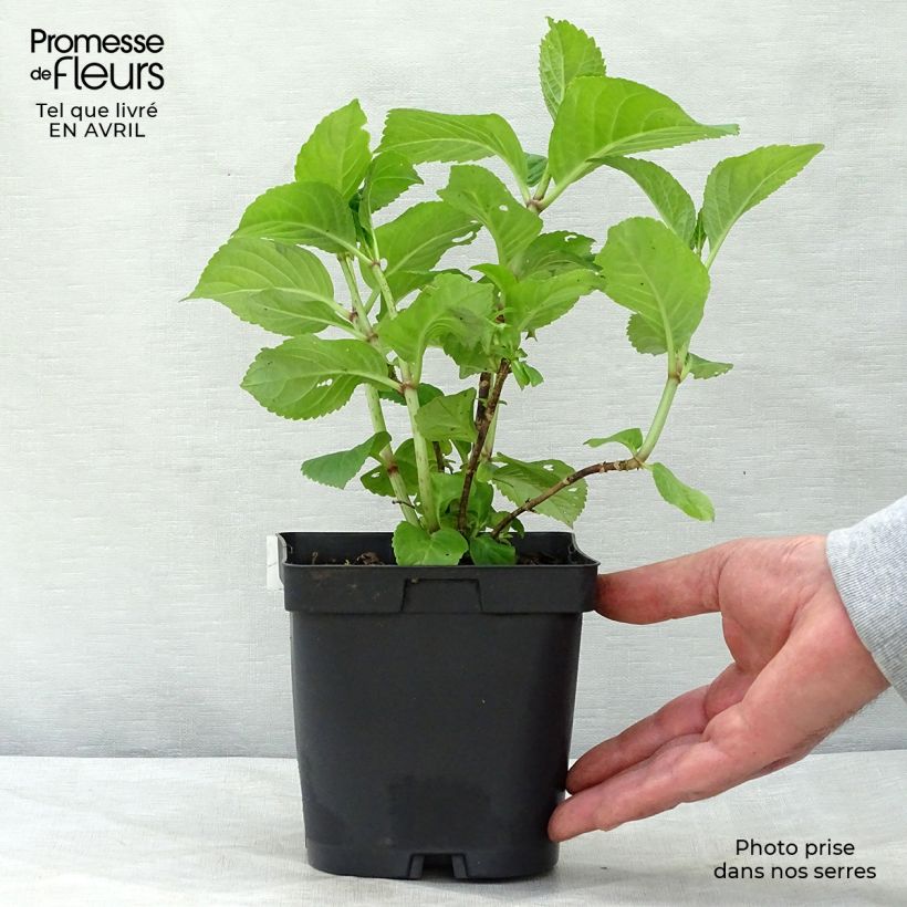 Example of Hortensia - Hydrangea macrophylla Rosita Pot de 2L/3L as you get in printemps