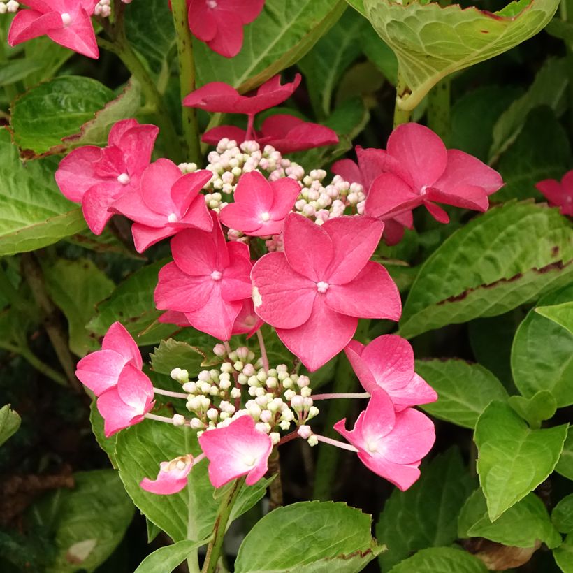 Hortensia - Hydrangea macrophylla Rotschwanz  (Flowering)