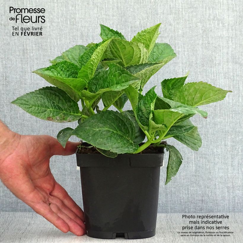 Spécimen de Hortensia - Hydrangea macrophylla Rotschwanz  Pot de 2L/3L tel que livré en automne