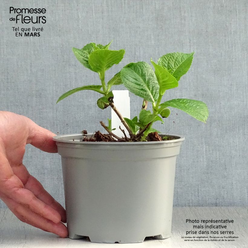 Example of Hortensia - Hydrangea macrophylla Rotschwanz  Pot de 2L/3L as you get in printemps