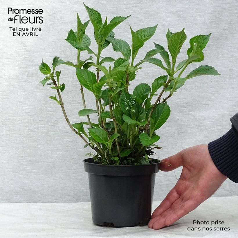 Example of Hortensia - Hydrangea macrophylla Schloss Wackerbarth Pot de 3L/4L as you get in printemps