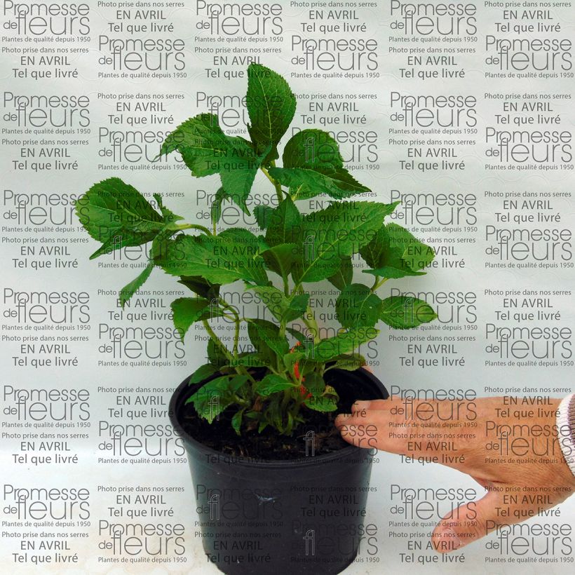 Example of Hortensia - Hydrangea macrophylla Shooting Star Pot de 2L/3L as you get