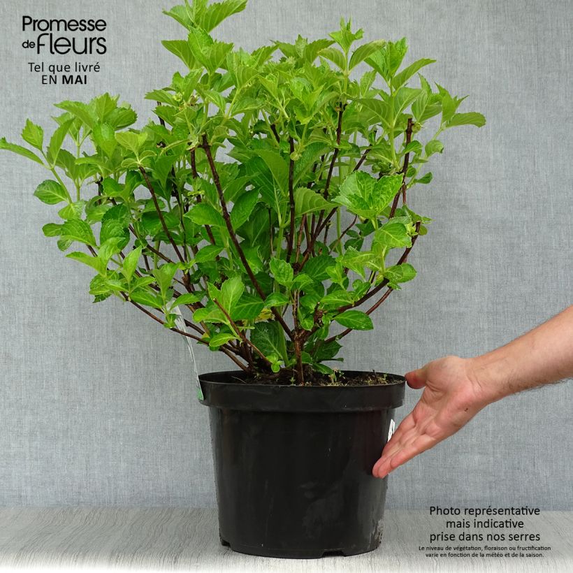 Example of Hortensia - Hydrangea macrophylla Sœur Thérèse Pot de 7,5L/10L as you get in printemps