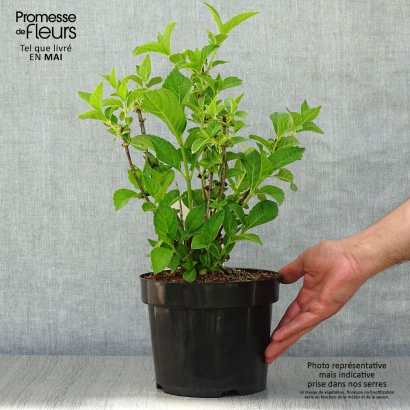 Example of Hortensia - Hydrangea macrophylla Sœur Thérèse Pot de 2L/3L as you get in printemps