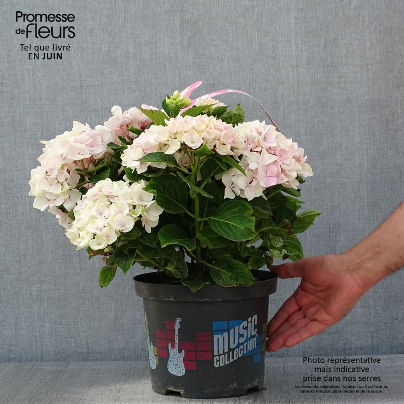 Spécimen de Hortensia - Hydrangea macrophylla Soft Pink Salsa Pot de 4L/5L tel que livré au printemps