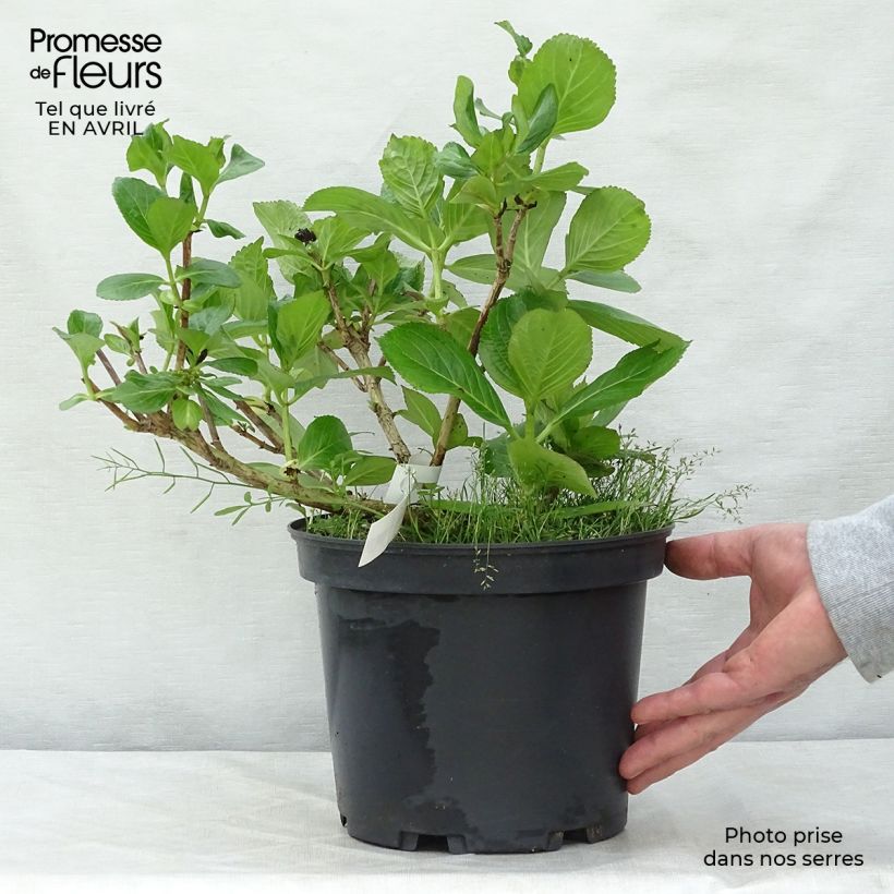 Example of Hortensia - Hydrangea macrophylla Stargazer Pot de 4L/5L as you get in printemps