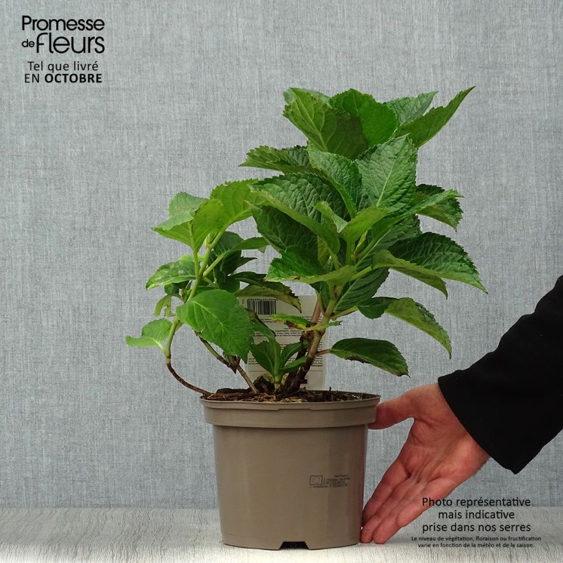Spécimen de Hortensia - Hydrangea macrophylla Teller Pink Pot de 2L/3L tel que livré en automne