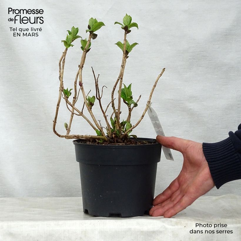 Example of Hortensia - Hydrangea macrophylla Teller Pink Pot de 2L/3L as you get in printemps