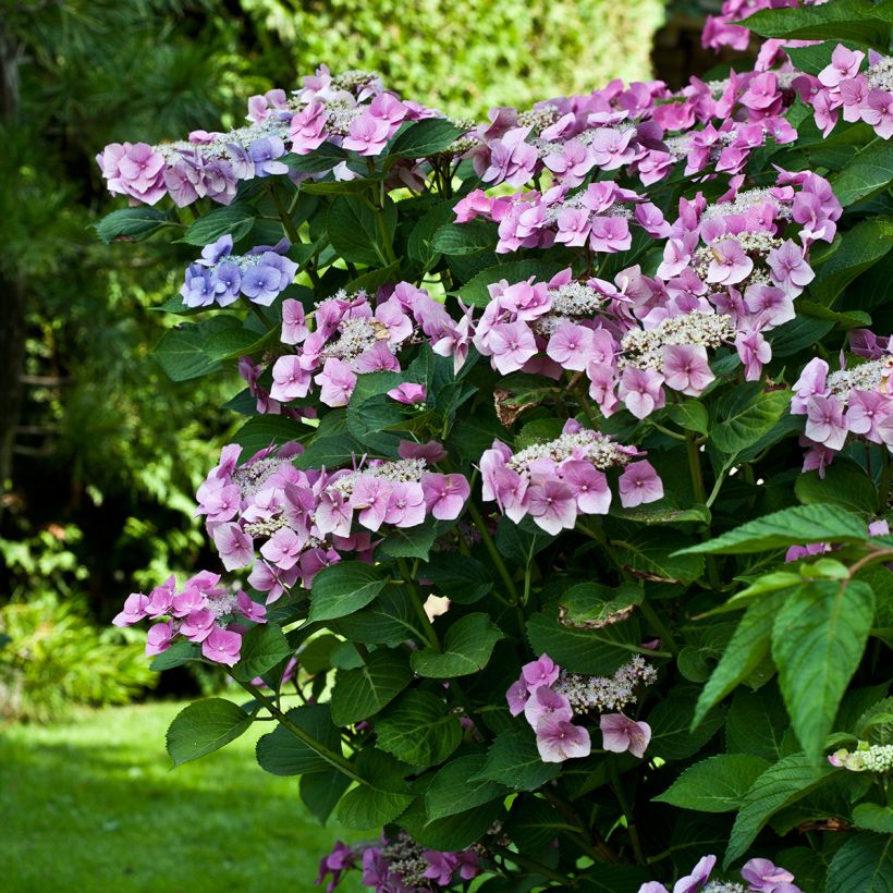 Hortensia - Hydrangea macrophylla Teller Pink (Plant habit)