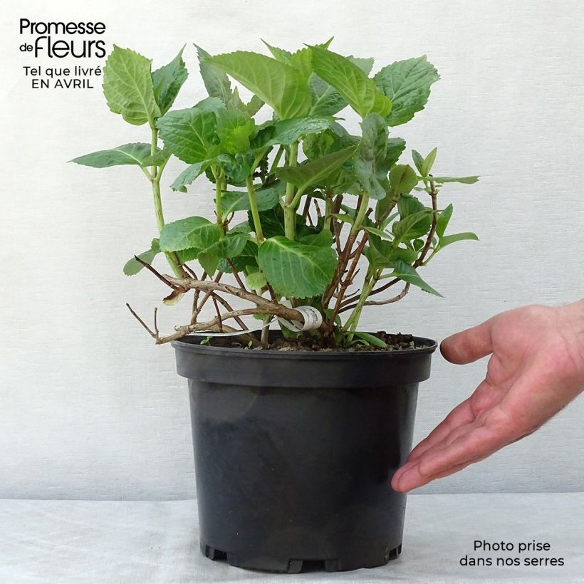 Example of Hortensia - Hydrangea macrophylla Tinkerbell Pot de 1,5L/2L as you get in printemps