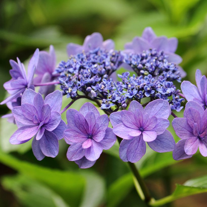 Hortensia - Hydrangea macrophylla Tinkerbell (Flowering)