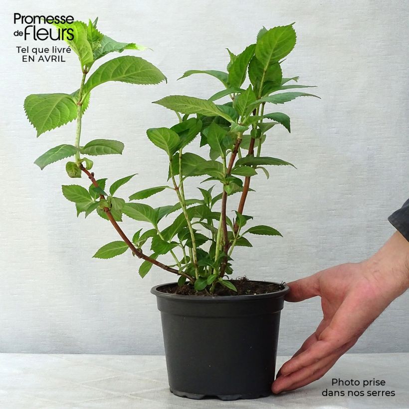 Example of Hortensia - Hydrangea macrophylla Veitchii Pot de 2L/3L as you get in printemps