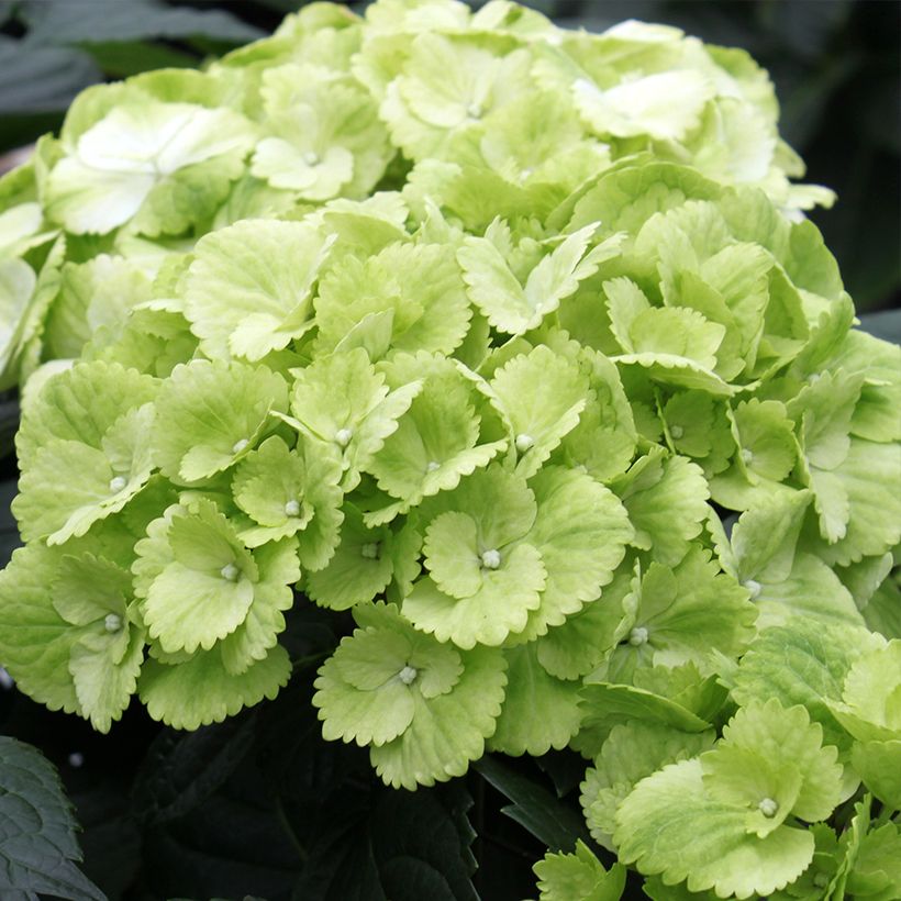 Hortensia - Hydrangea macrophylla Verdi (Flowering)