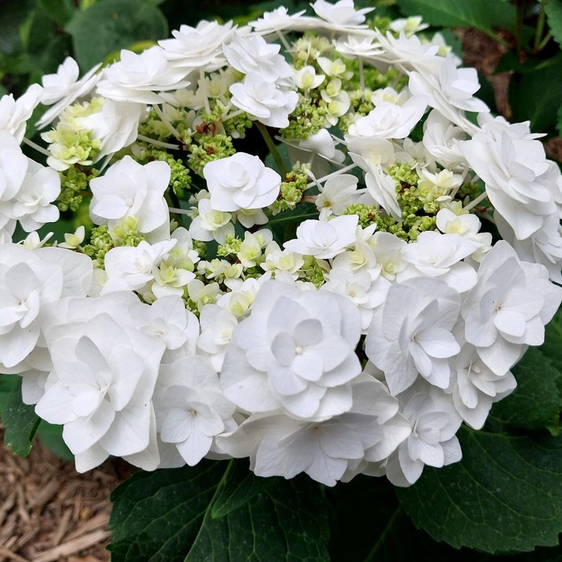 Hortensia - Hydrangea macrophylla Wedding Gown (Flowering)