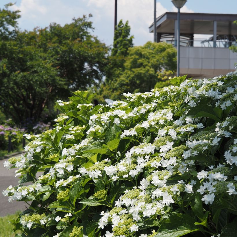 Hortensia - Hydrangea macrophylla Wedding Gown (Plant habit)