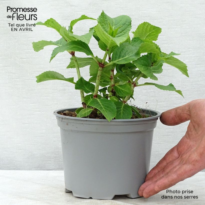 Example of Hortensia - Hydrangea macrophylla Wedding Gown Pot de 1,5L/2L as you get in printemps