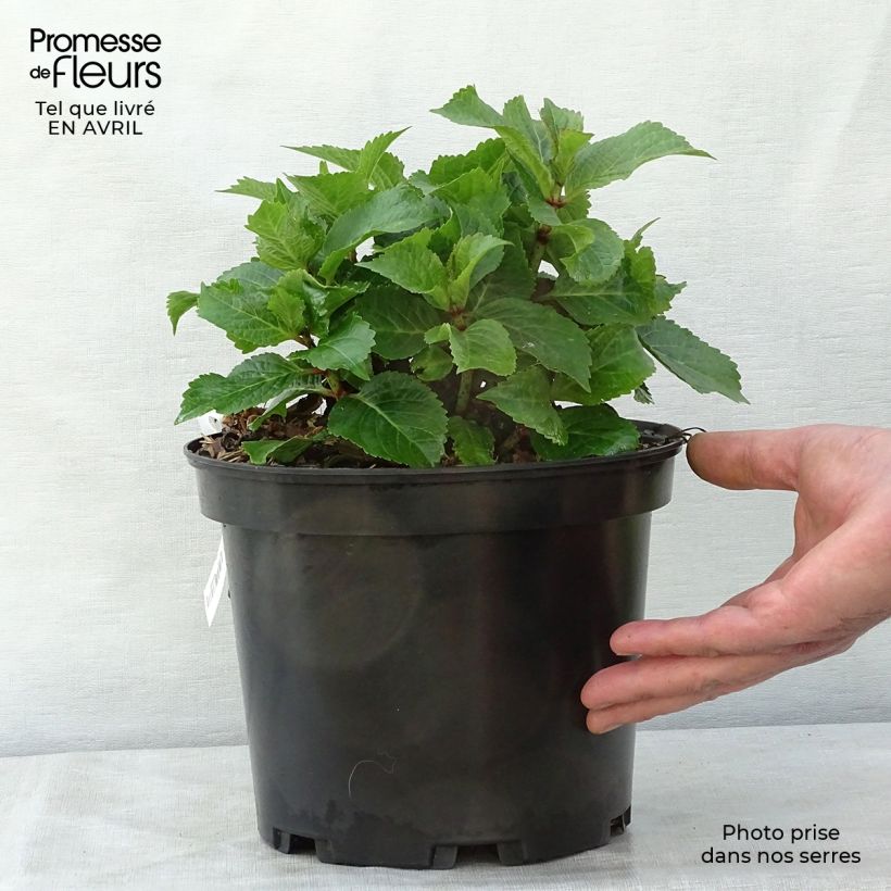 Example of Hortensia - Hydrangea macrophylla Wedding Gown Pot de 4L/5L as you get in printemps